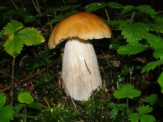 hríb smrekový Boletus edulis Bull.