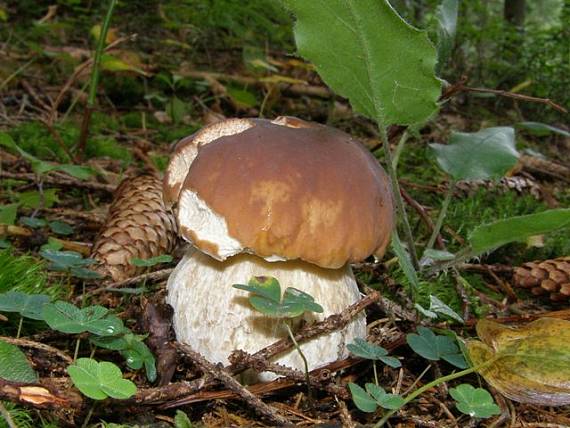 hríb smrekový Boletus edulis Bull.