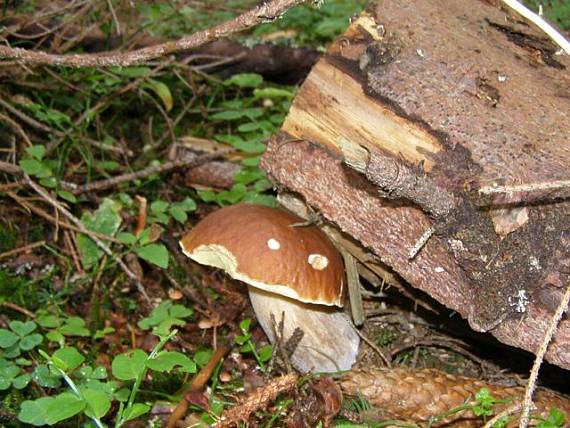 hríb smrekový Boletus edulis Bull.