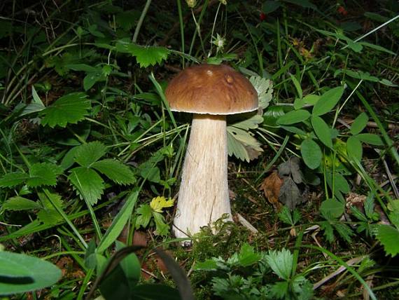 hríb smrekový Boletus edulis Bull.