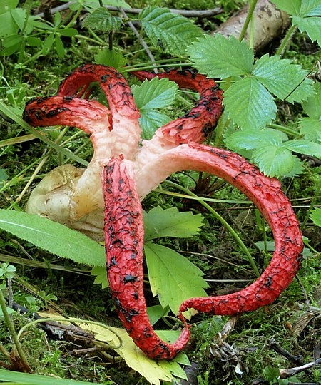 mrežovka kvetovitá Clathrus archeri (Berk.) Dring