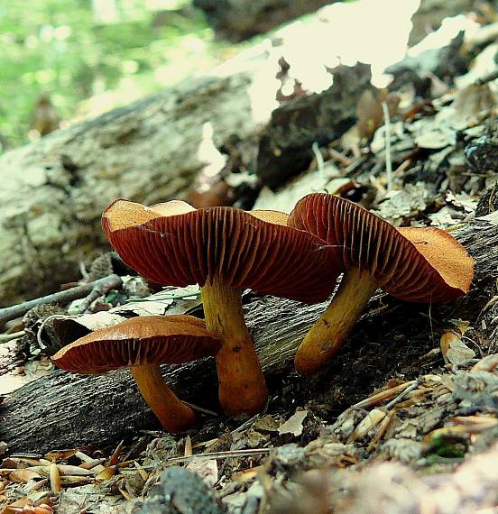 pavučinovec krvavolupeňový Cortinarius semisanguineus (Fr.) Gillet