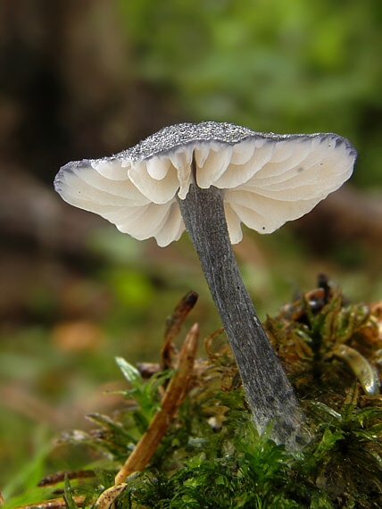 hodvábnica Entoloma sp.