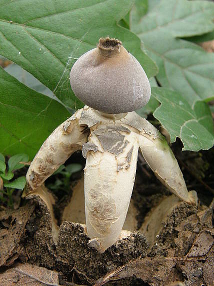 hviezdovka klenbová Geastrum fornicatum (Huds.) Hook.