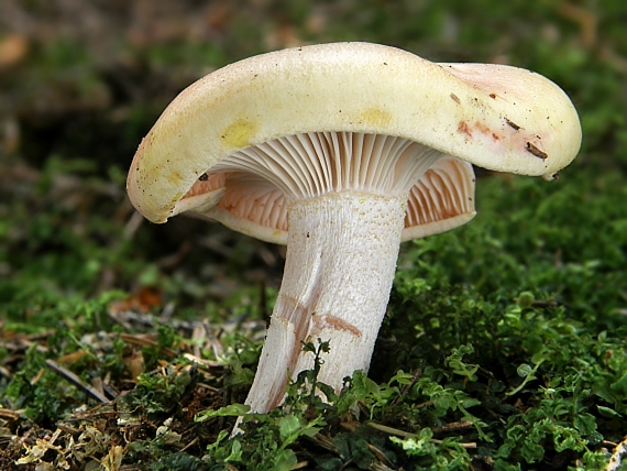 šťavnačka Hygrophorus sp.