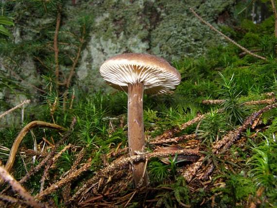 rýdzik Lactarius sp.