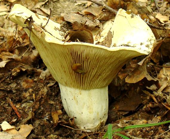 rýdzik plstnatý? Lactarius vellereus var. vellereus?