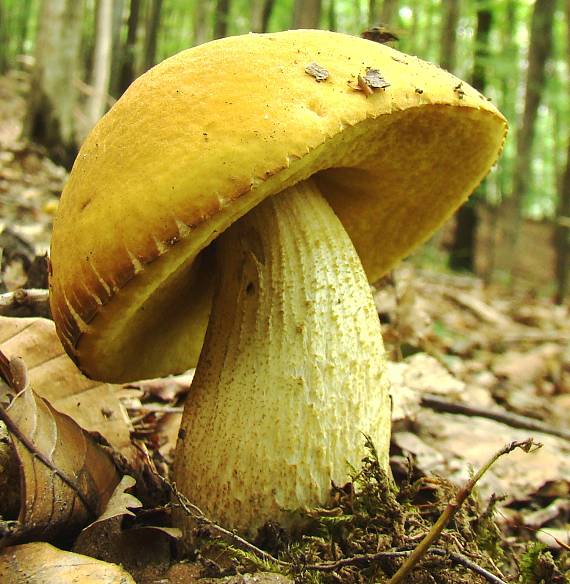 kozák žltopórový Leccinellum crocipodium (Letell.) Della Maggiora & Trassinelli