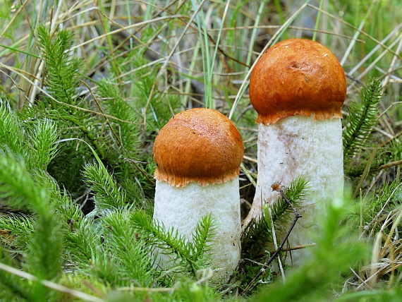 kozák osikový Leccinum albostipitatum den Bakker & Noordel.