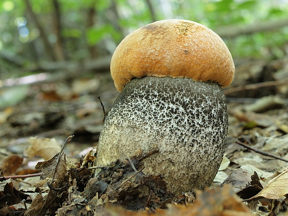 kozák žltooranžový Leccinum versipelle (Fr. & Hök) Snell