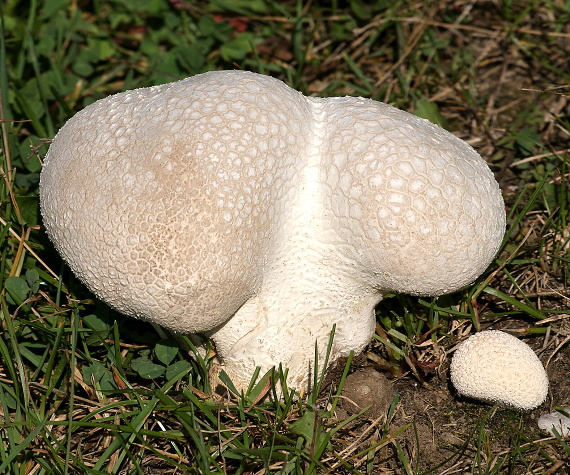 rozpadavec dlabaný Lycoperdon utriforme Bull.