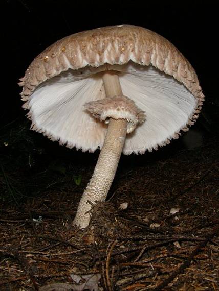 bedľa vysoká Macrolepiota procera (Scop.) Singer