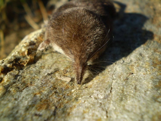 rejsek malý Sorex minutus