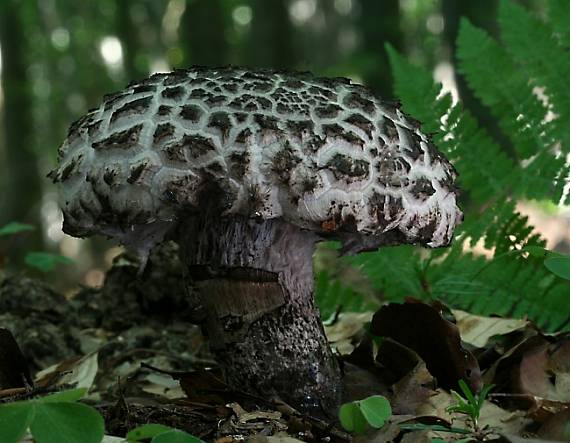 šiškovec šupinatý Strobilomyces strobilaceus (Scop.) Berk.