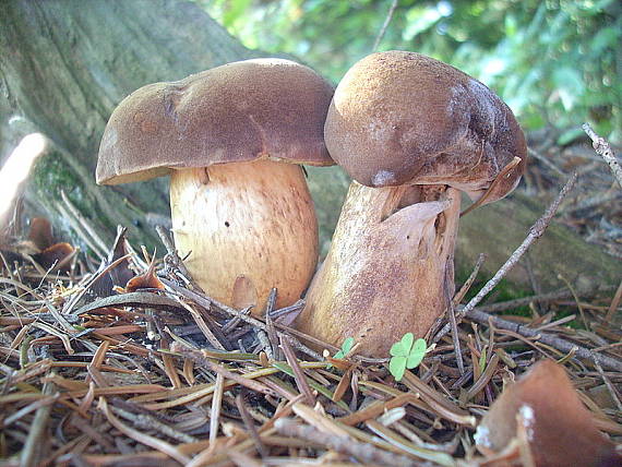 hríb zrnitohlúbikový Sutorius luridiformis (Rostk.) G. Wu & Zhu L. Yang