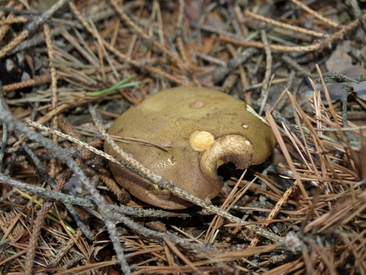 suchohríb žltomäsový Xerocomellus chrysenteron (Bull.) Šutara