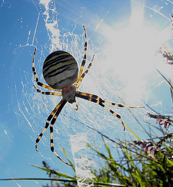 križiak pásavý Argiope bruennichi