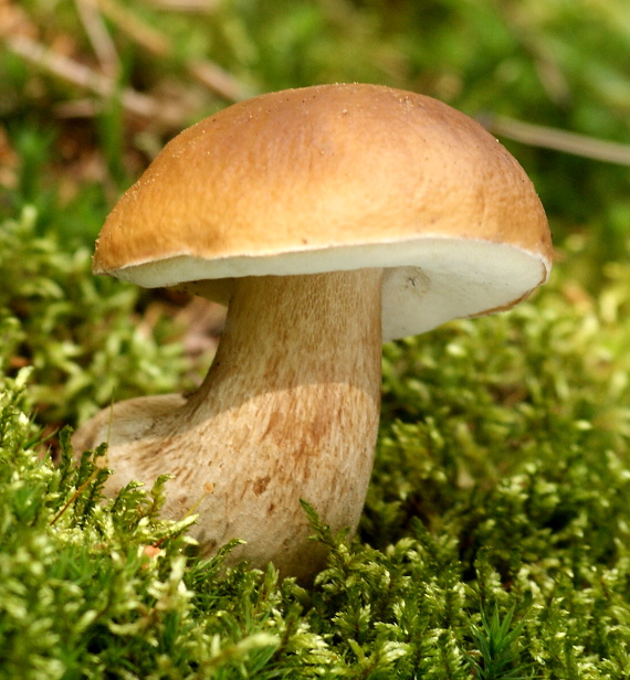 hríb smrekový Boletus edulis Bull.