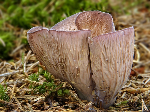 lievikovec kyjakovitý Gomphus clavatus (Pers.) Gray