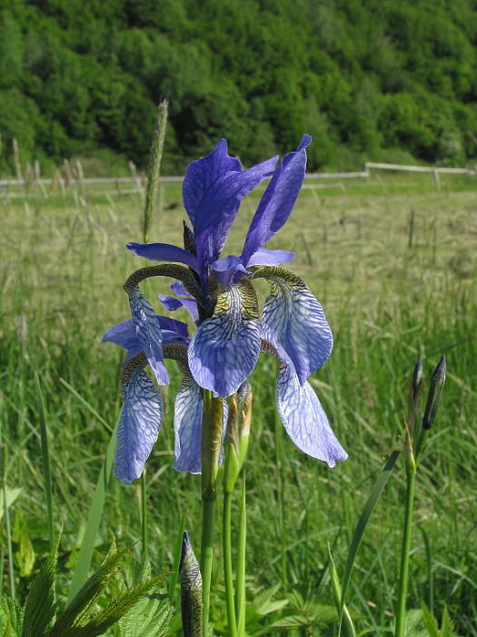 kosatec sibírsky Iris sibirica L.