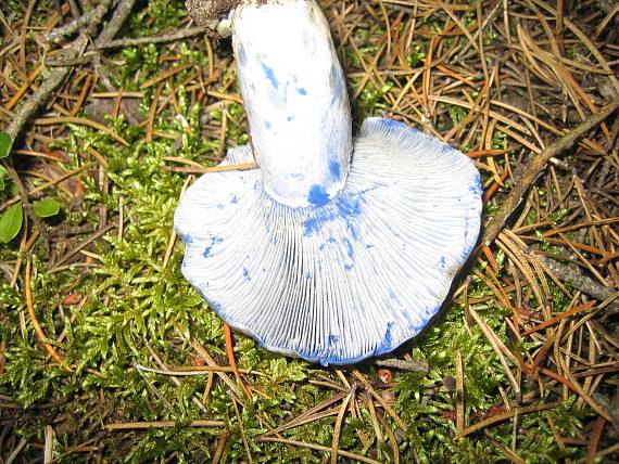 rYDZIK "INDIGOVY" Lactarius indigo-autor fotografie Jozef S.