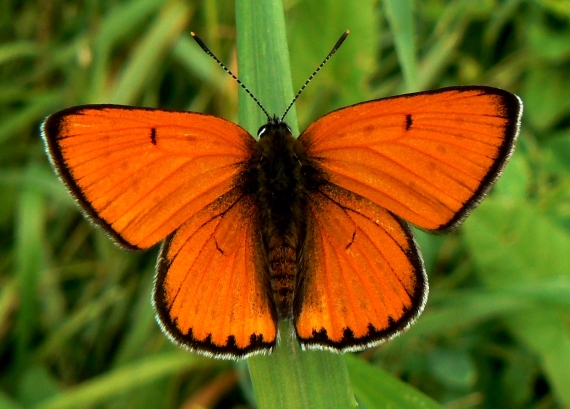 ohniváčik veľký Lycaena dispar