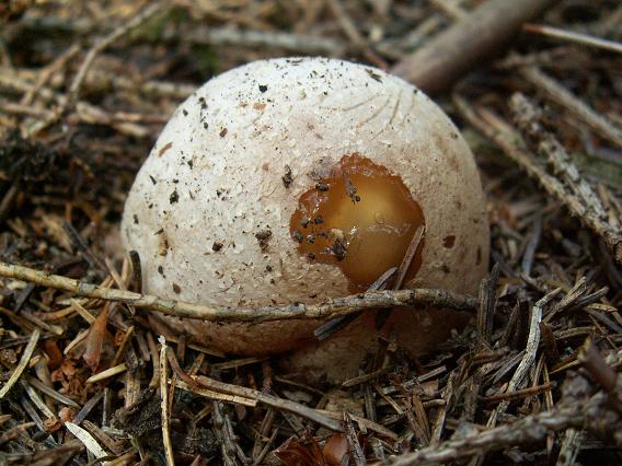 hadovka smradľavá Phallus impudicus L.