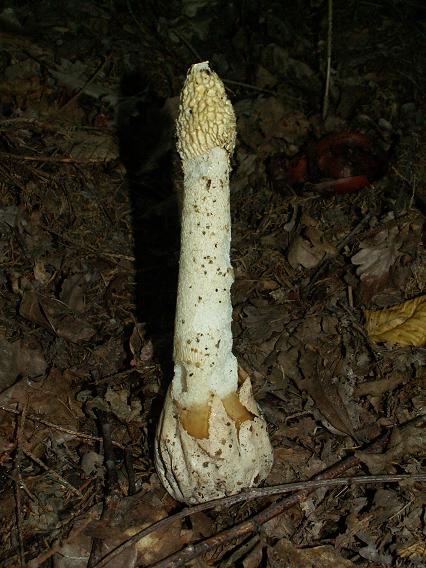 hadovka smradľavá Phallus impudicus L.