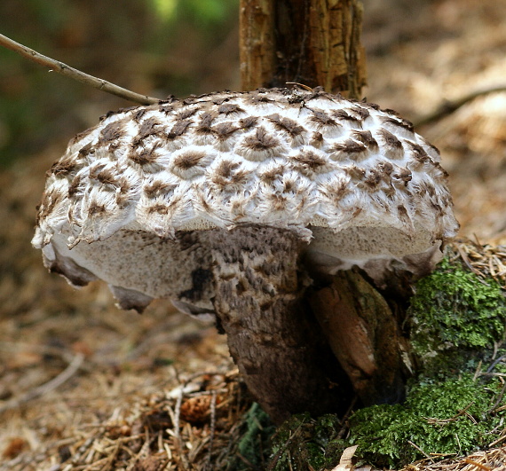 šiškovec šupinatý Strobilomyces strobilaceus (Scop.) Berk.