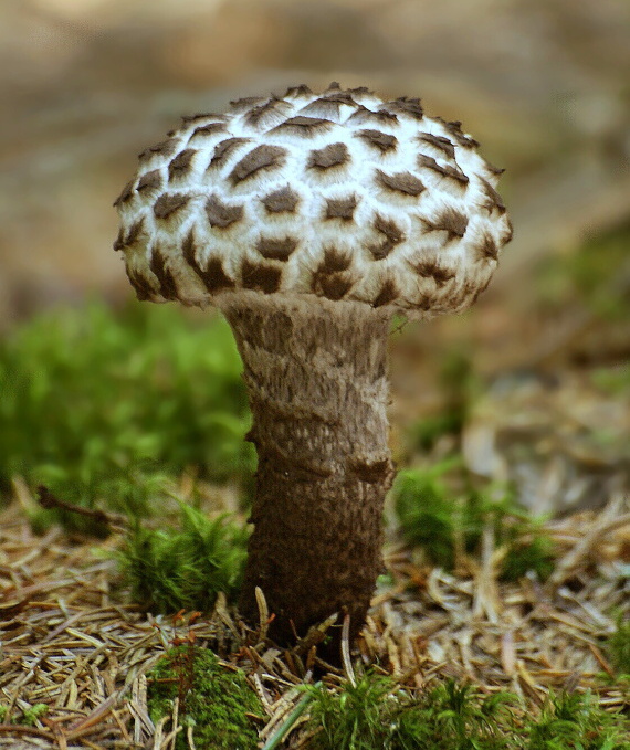 šiškovec šupinatý Strobilomyces strobilaceus (Scop.) Berk.