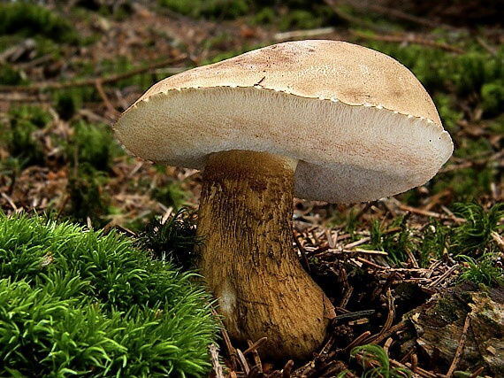 podhríb žlčový Tylopilus felleus (Bull.) P. Karst.