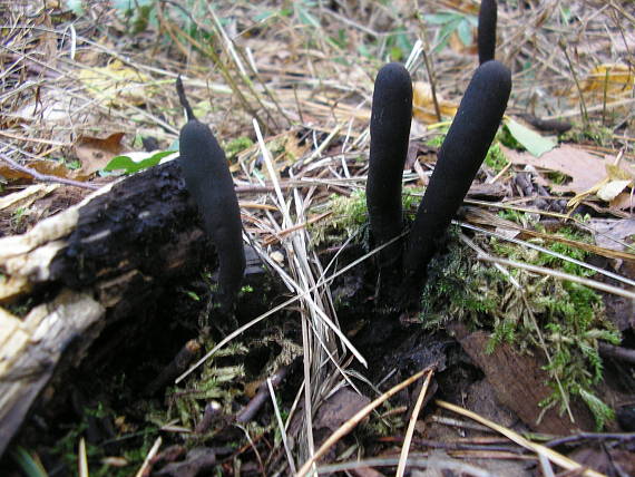 drevnatec štíhly Xylaria longipes Nitschke