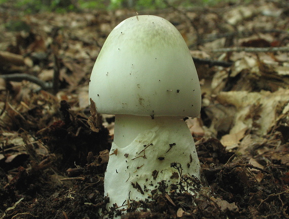 muchotrávka zelená Amanita phalloides (Vaill. ex Fr.) Link