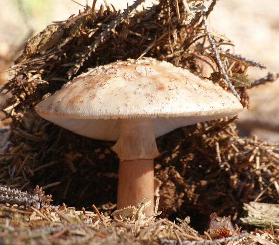 muchotrávka červenkastá Amanita rubescens Pers.