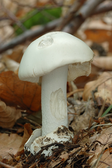 muchotrávka pošvatá biela Amanita vaginata var. alba Gillet