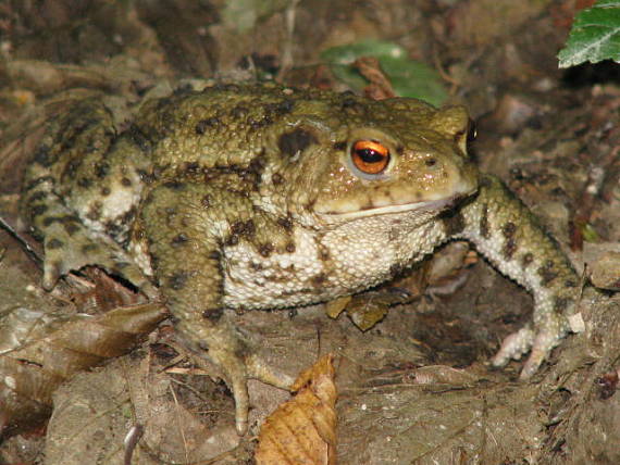 ropucha bradavičnatá Bufo bufo