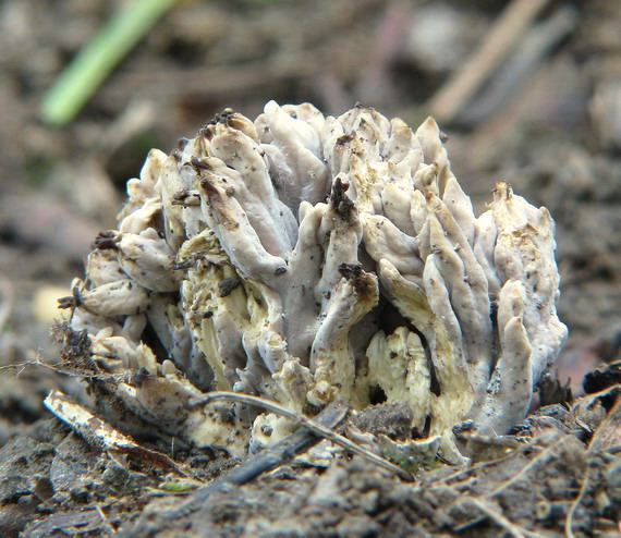 konárovka popolavá Clavulina cinerea (Bull.) J. Schröt.