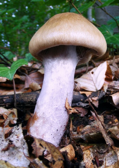 pavučinovec Cortinarius sp