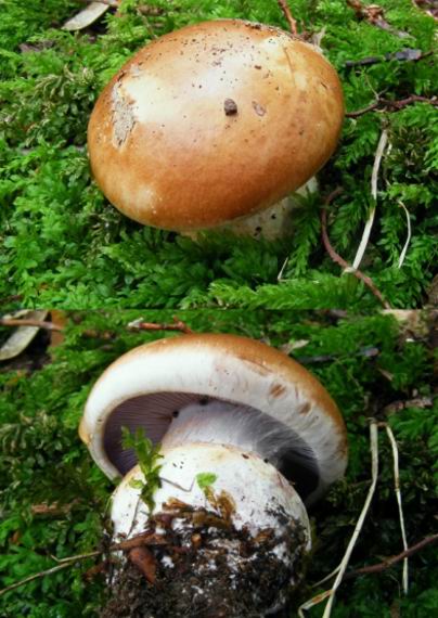 pavučinovec Cortinarius sp