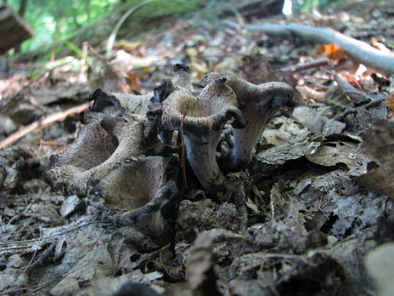 lievik trúbkovitý Craterellus cornucopioides (L.) Pers.