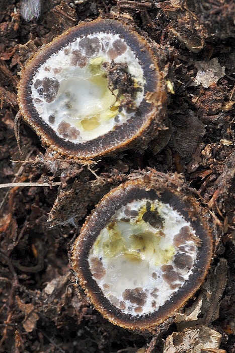 srnka Elaphomyces muricatus Fr.