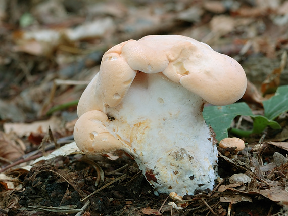 jelenka poprehýbaná Hydnum repandum L.