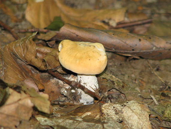 jelenka poprehýbaná Hydnum repandum L.