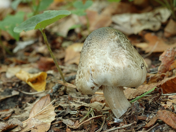 vláknica chochlačková Inocybe corydalina Quél.