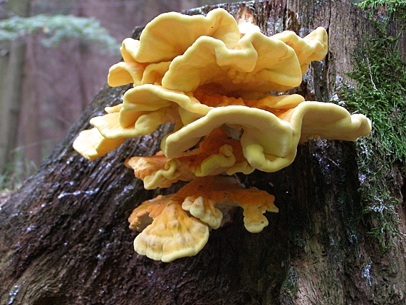 sírovec obyčajný- Sírovec žlutooranžový  LAETIPORUS SULPHUREUS (Bull.) Murrill