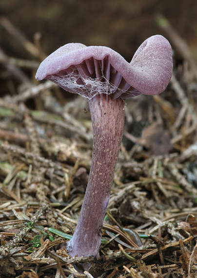 lakovka ametystová Laccaria amethystina (Huds.) Cooke