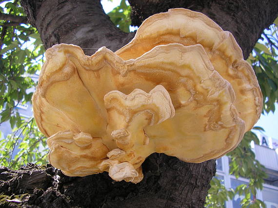 sírovec obyčajný Laetiporus sulphureus (Bull.) Murrill