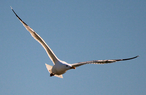 čajka bielohlavá Larus cachinnans