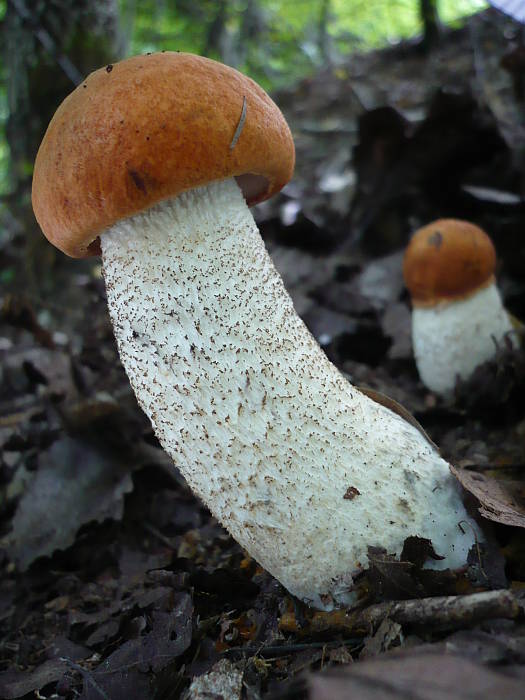 kozák osikový Leccinum albostipitatum den Bakker & Noordel.