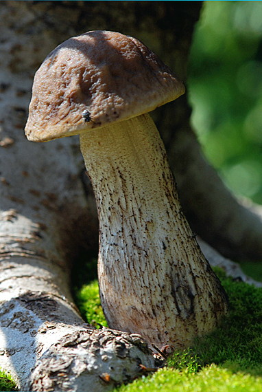 kozák hrabový Leccinum pseudoscabrum (Kallenb.) Šutara